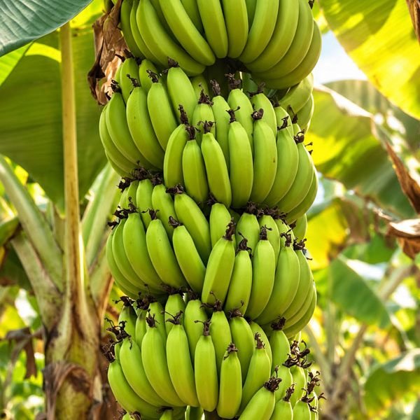 banana-bnr-img