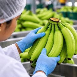 banna-export2