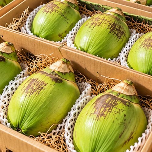 cocunut-pdt3